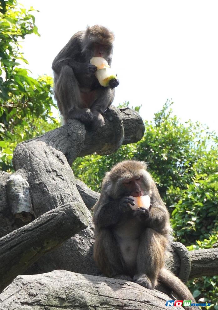 保育員提供體積較小的杯冰讓其他猴子猴孫們安心享用。（圖／台北市立動物園提供）