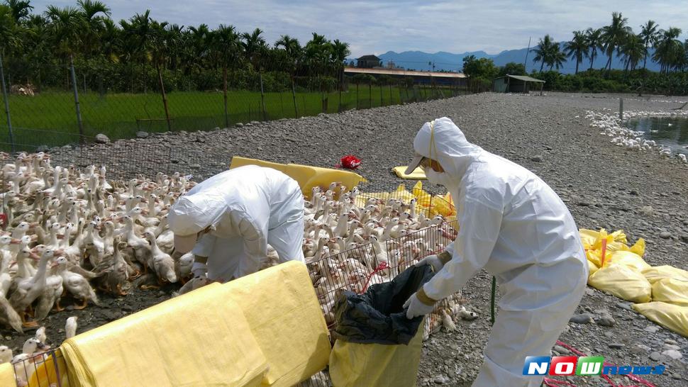 ▲今年2月5日我國檢出H5N6亞型高病原性禽流感，中央啟動防疫措施，至 3 月 6 日後未再檢出 H5N6案例。（圖／記者吳宇攝，2017.7.7）