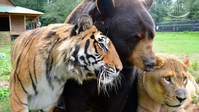 ▲孟加拉虎Shere Khan以及美國黑熊Baloo和非洲獅Leo，感情融洽、形影不離。（圖／翻攝自Noah\\'s Ark animal Sanctuary）