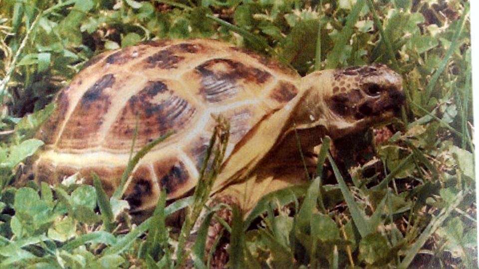 ▲走失三年後烏龜終於與家人重逢。（圖／翻攝自《Huffpost》）