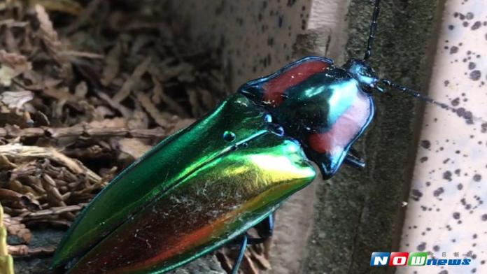 台灣已知有298種磕頭蟲，而在台灣有一種色彩鮮豔的昆蟲，叫彩虹磕頭蟲。（圖／記者宋德威攝 , 2017.07.24）