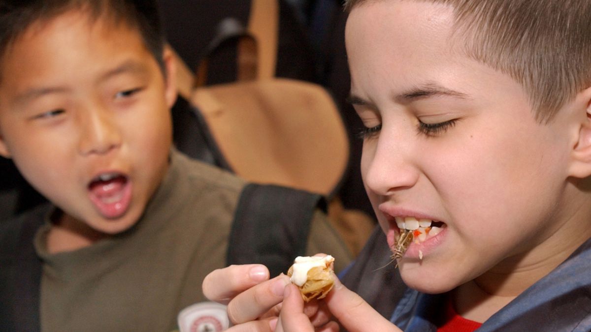 聯合國糧農組織表示，昆蟲是「環保又永續」的另一種動物性蛋白質來源。（圖／達志影像／美聯社）