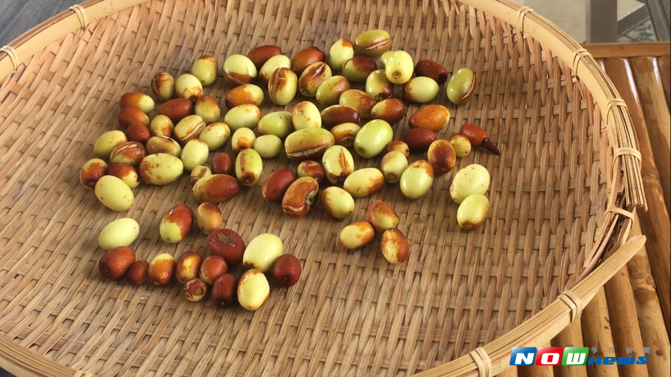 ▲苗栗公館鄉紅棗在每年7月中旬進入成熟採收期，為期約40天，尤其以8月上中旬採收已進入轉色期的鮮果，此時果實的風味、甜度、脆度都是最佳，是吃鮮果最好的時機。（圖／農糧署北區分署提供）