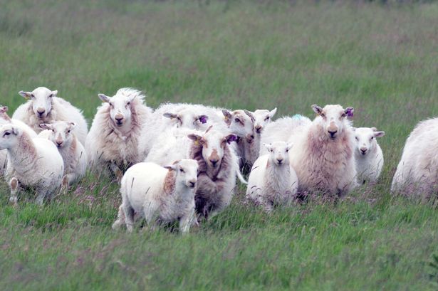 為了躲避棕熊，209隻羊在法國與西班牙接壤的邊境地區庇里牛斯山集體跳崖。（圖／翻攝自鏡報）