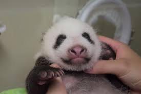日本東京的上野動物園23日表示，雌性大熊貓寶寶已能夠自己在地面爬行了！（圖／翻攝自mainichi.jp）