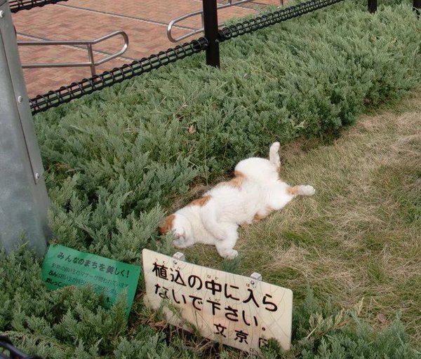▲貓咪在草地上睡得四腳朝天，完全無視一旁的告示牌。（圖／翻攝自Twitter）
