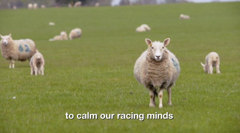 號稱史上最無聊的電影《Baa Baa Land》，8小時的片長中沒有任何對白，只有羊群們在田野間悠閒活動的身影。（圖／翻攝自youtube）