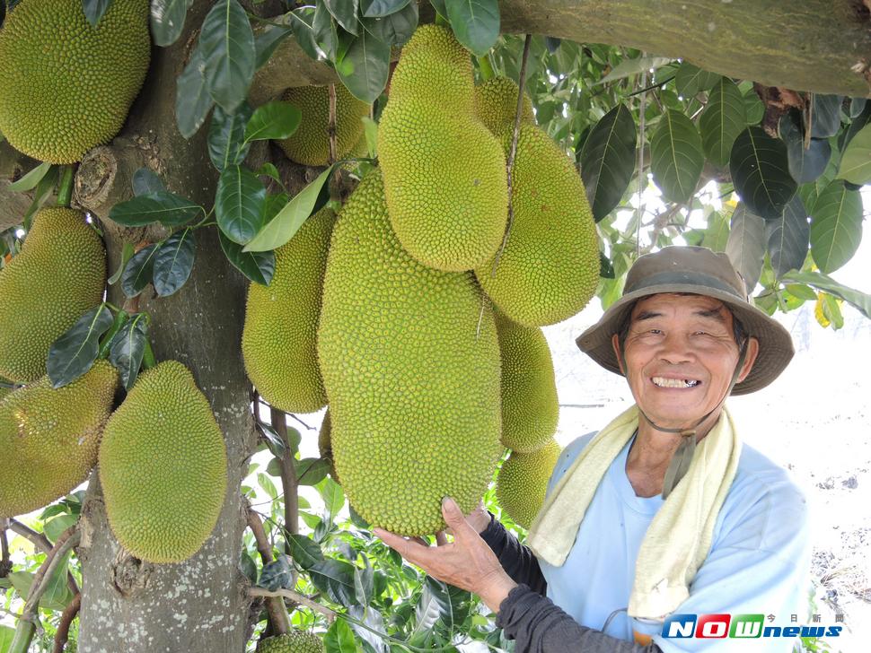 二水鄉農民董團結的田邊種了一棵10多年的波羅蜜，今年竟然結滿80多粒果實，大似流星錘，農會總幹事蔡文琳用「百子千孫」來比喻。（圖／記者陳雅芳攝，2017.7.21）