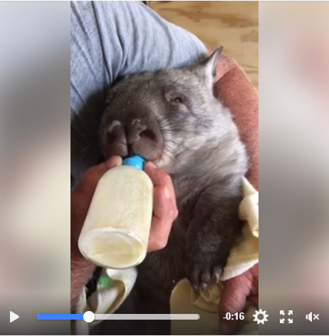 國際萬花筒》迎新生　昆士蘭5年來首隻瀕危毛鼻袋熊誕生
