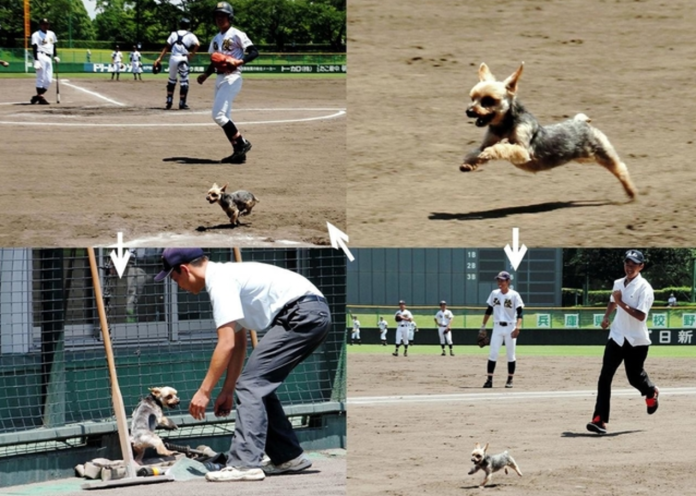 小狗跑入球場。（圖／取材自神戶新聞）