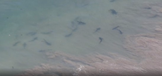 日本茨城縣日立市的久慈濱海水浴場在19日上午驚見岸邊約有30隻鯊魚。（圖／翻攝自NHK網站影片）