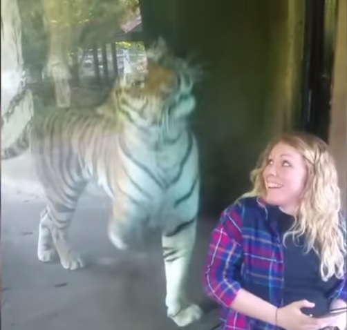 ▲娜塔莎想和這隻老虎來張自拍照，但老虎卻開始隔玻璃「撓」她。（圖／翻攝自影片）