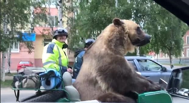 ▲俄國公路上日前出現了一頭巨熊乘坐在摩托車上。（圖／翻攝自Daily Mail）