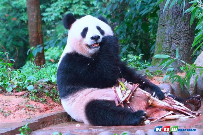 四川雅安碧峰峽熊貓保護基地，是台北市立動物園中熊貓團團、圓圓的故鄉。（圖／彭媁琳攝 , 2017.07.19）