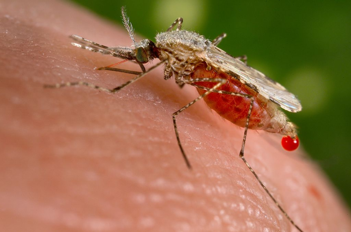 目前為止，仍沒有有效的疫苗治療瘧疾。瘧疾防治需仰賴藥物治療、消滅瘧蚊和避免蚊蟲叮咬。（圖／翻攝自維基百科）