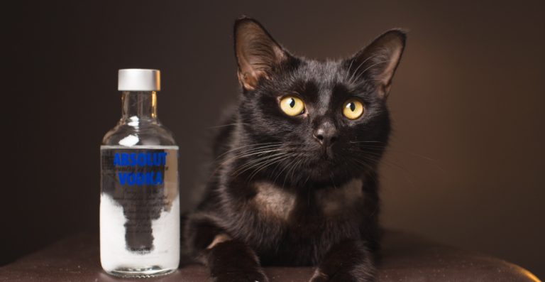 圖中為當事貓。經過伏特加急救之後撿回一條命，並沒留下永久性傷害。（圖／翻攝自StoryTrender）