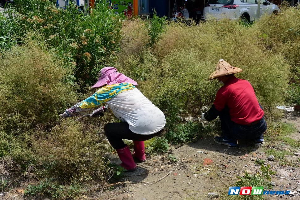 林務局南投林區管理處在鹿港鎮辦理銀膠菊防治宣導活動，特有生物保育中心黃士元博士講授銀膠菊特性、危害及防治方法。（圖／記者陳雅芳攝，2017.7.18）