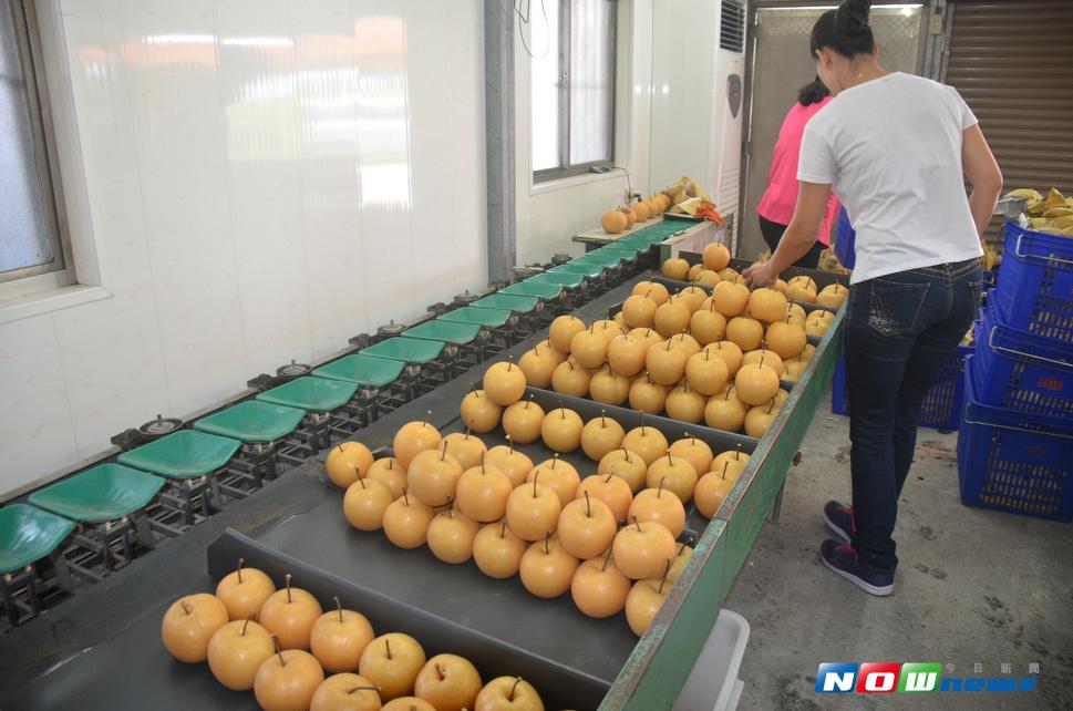 ▲宜蘭高接梨須經農藥殘留檢驗合格才能出售，並經秤重分級後，按果實大小進行不同的粒數包裝，健康安全品質有保障。（圖／花蓮農改場蘭陽分場提供）