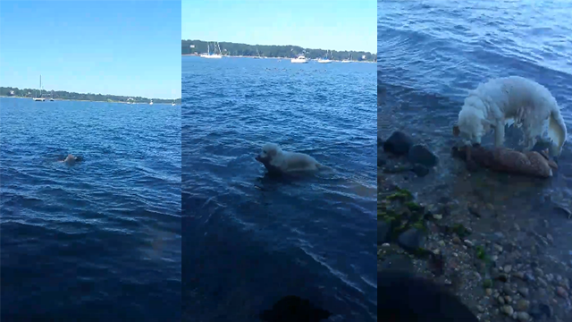 日前，一隻名為施托姆（Storm）的小狗突然跳進海中，拯救一隻在水中載浮載沉的小鹿。（圖／翻攝自wfsb.com）