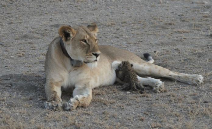 ▲獅子媽媽溫馨餵養獵豹寶寶。（圖／翻攝自網路）
