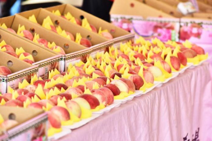 ▲復興區農會推動拉拉山水蜜桃認證，在盒裝上印有泰雅媽媽文面標章，代表拉拉山水蜜桃的「正字標記」。（圖／桃園市政府提供 , 2017.07.16）