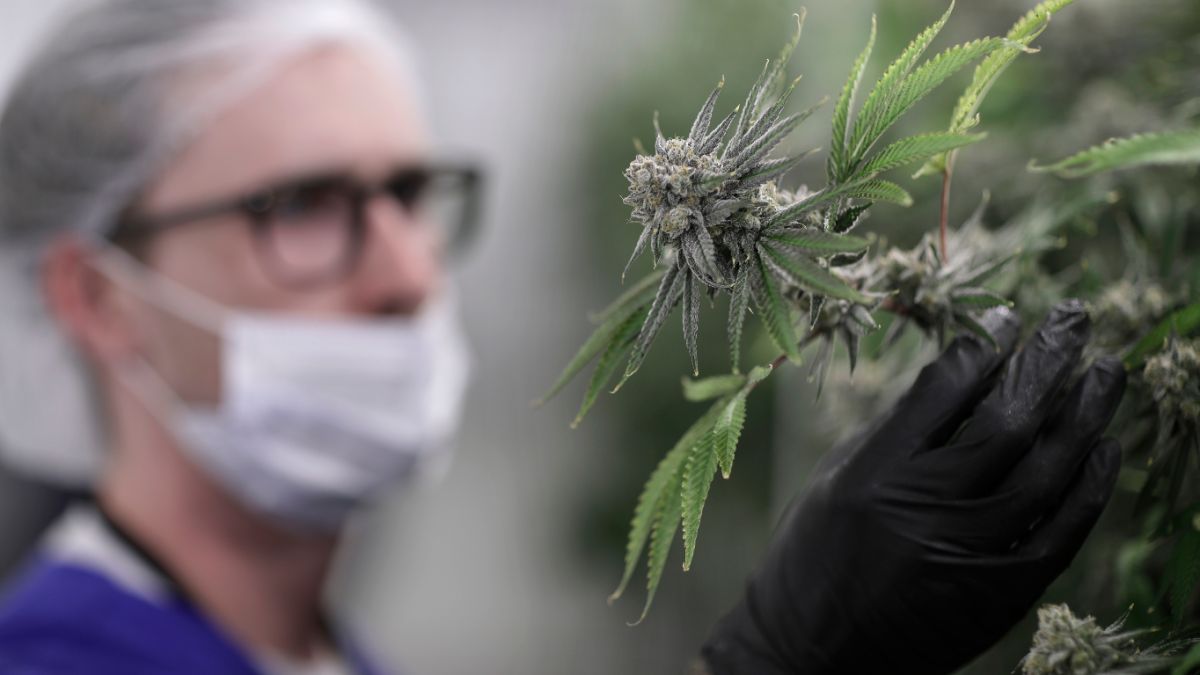 19日起，烏拉圭民眾將可以於藥店買到大麻。（圖／達志影像／美聯社）