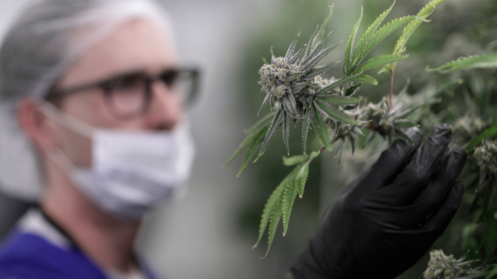 19日起，烏拉圭民眾將可以於藥店買到大麻。（圖／達志影像／美聯社）