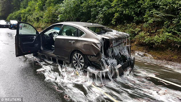 ▲公路出現滿滿盲鰻，白色黏液超噁心。（圖／翻攝自dailymail）