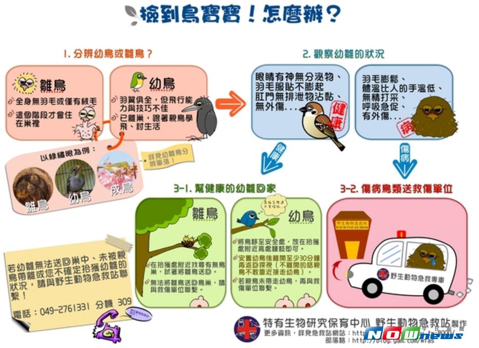 ▲野生動物急救站表示，民眾撿到小鳥時，可先判斷小鳥是否健康、是雛鳥還是幼鳥，來決定後續處理方式。（圖／野生動物急救站提供）