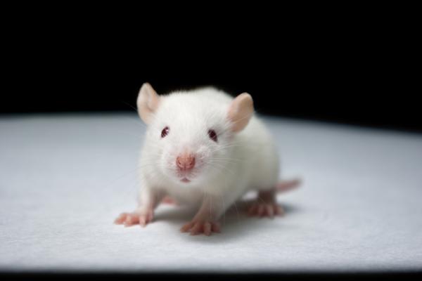 ▲最新實驗結果，老鼠脂肪細胞的生成與細胞表面的纖毛有關連。（圖／翻攝自合眾國際社）
