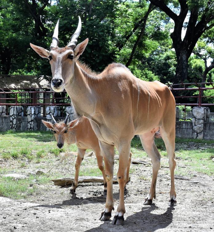 壽山動物園的伊蘭羚「池北」在今年3月19日產下母寶寶「北蘭」。（圖／主辦單位提供 , 2017.07.14）