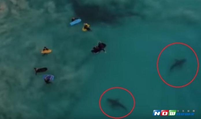 澳洲一名攝影師史考特日前用空拍機拍到驚險片段，一群孩子在海邊開心游泳，但是突然有兩條3尺長的鯊魚游近小孩。（圖／國際中心翻攝）