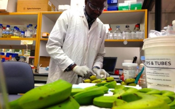 澳洲昆士蘭大學研發特殊品種香蕉，未來6年內可能在烏干達大量種植，可望挽救更多孩童的生命。（圖／翻攝自sbs.com.au）