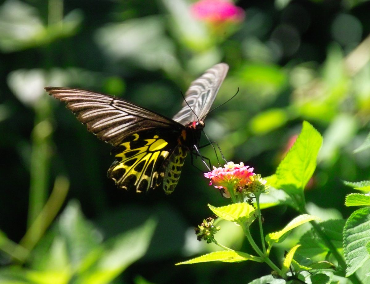 珍貴稀有黃裳鳳蝶（圖／記者郭孟聰翻攝 , 2017.07.12）