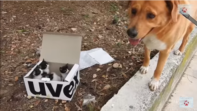 ▲阿拉貢發現一箱幼貓。（圖／翻攝自YouTube）