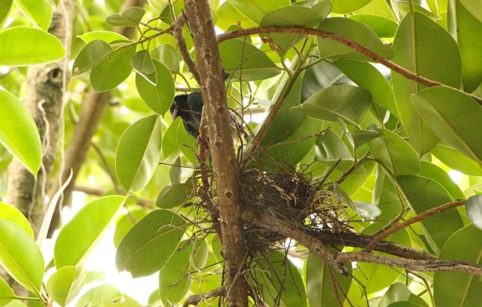 台灣藍鵲的巢與藍鵲寶寶。（圖／台北市工務局公園路燈工程管理處提供）