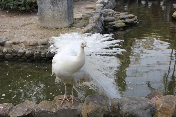 動物園物種交流　迎新竹嬌客
