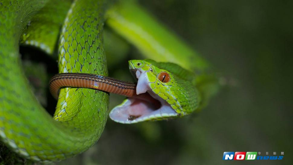 赤尾青竹絲捕食鐵線蛇。（圖／記者陳瑞德攝 , 2017.07.11.）
