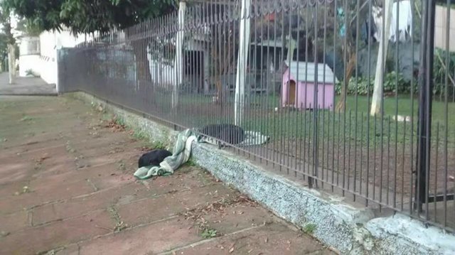 ▲兩隻狗狗隔著柵欄同睡一條毯子，畫面溫馨。（圖／翻攝自網路）