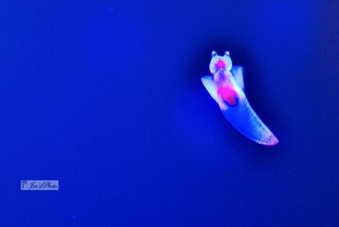 海生館深海明星「冰海小精靈」其實是本名為「海若螺」的浮游生物西方人則稱牠為「海天使」。（圖／記者郭孟聰翻攝 , 2017.07.10）