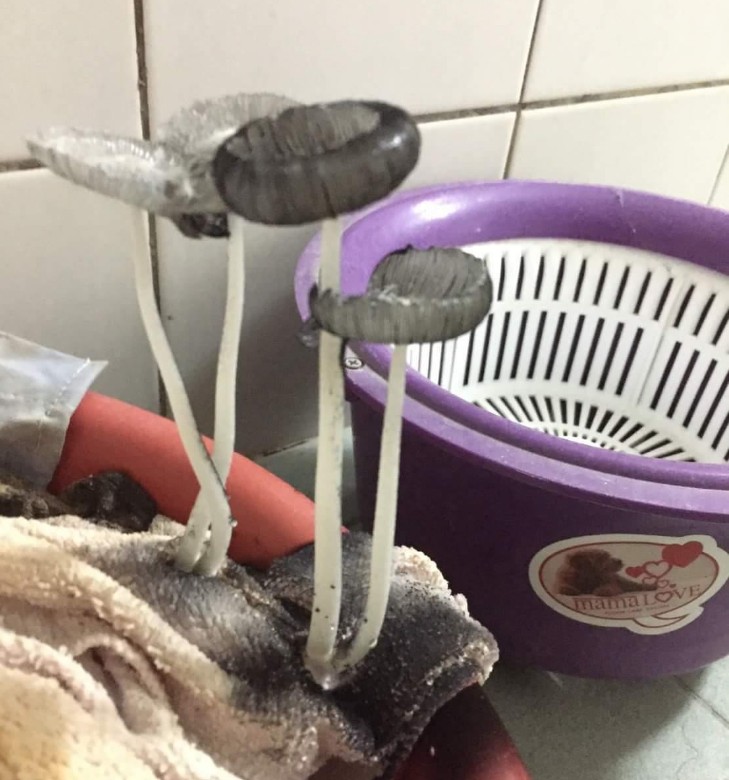 ▲網友分享廁所抹布長出菇類的趣事。（圖／翻攝自爆廢公社）
