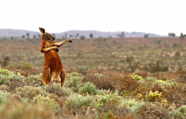 ▲攝影師Andrey Giljov的攝影作品「Kung Fu Training - Australian Style」，一隻袋鼠就像是在做武術動作似的。（圖／翻攝自Mirror）