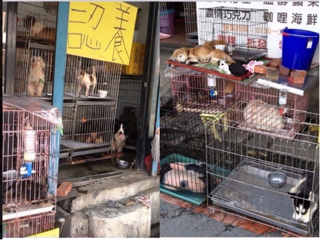 網友發文希望大家能幫助狗狗脫離髒亂認養環境。（圖／截自Dcard）