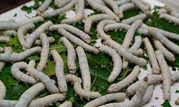 ▲童年必養蠶寶寶，網友分享可怕回憶。（圖／翻攝自爆廢公社）