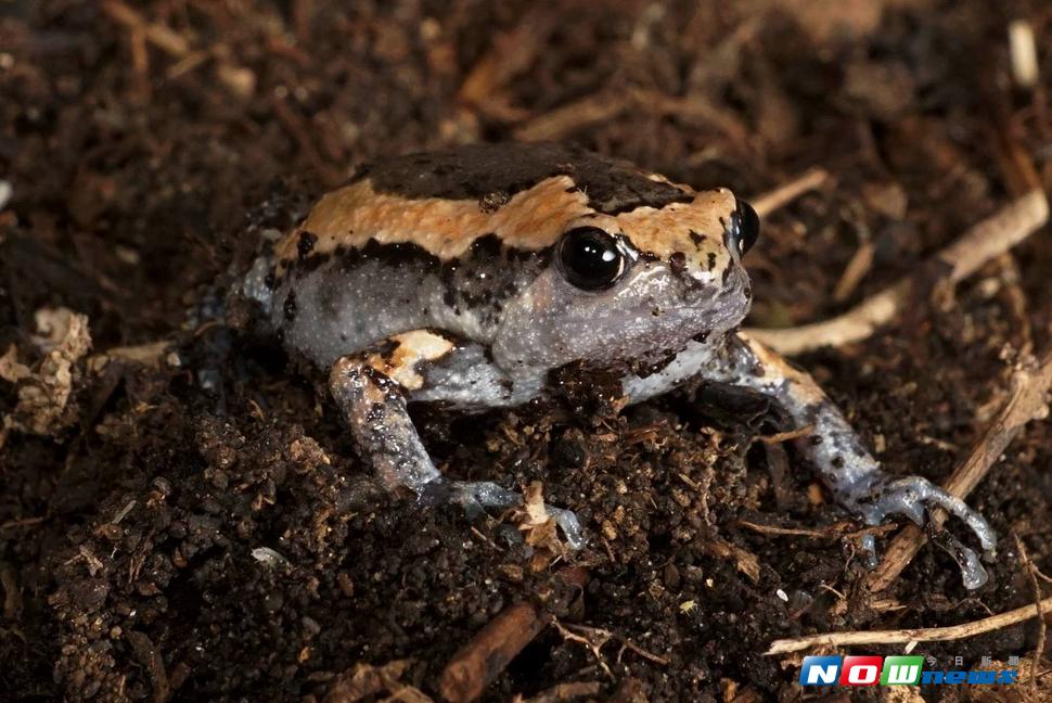 亞洲錦蛙。（圖／記者陳瑞德攝 , 2017.07.06）