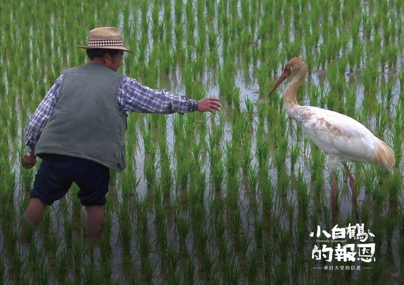 ▲「小白鶴的報恩-來自天堂的信差」紀錄片將在 7 月 8 日播映。（圖／翻攝自「金山小白鶴」臉書專頁）