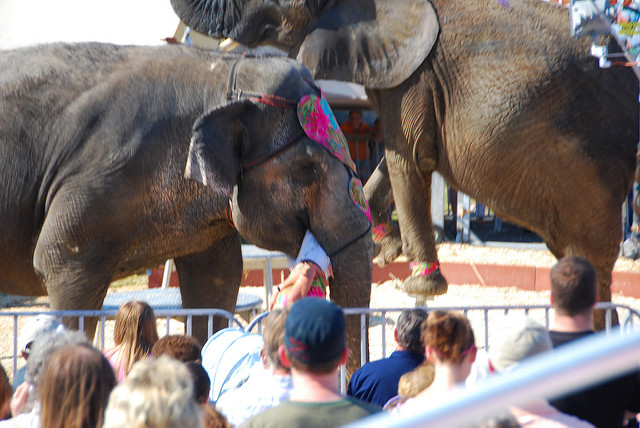 泰國騎大象風氣盛，卻使許多大象受到虐待。（圖／翻攝自flickr）