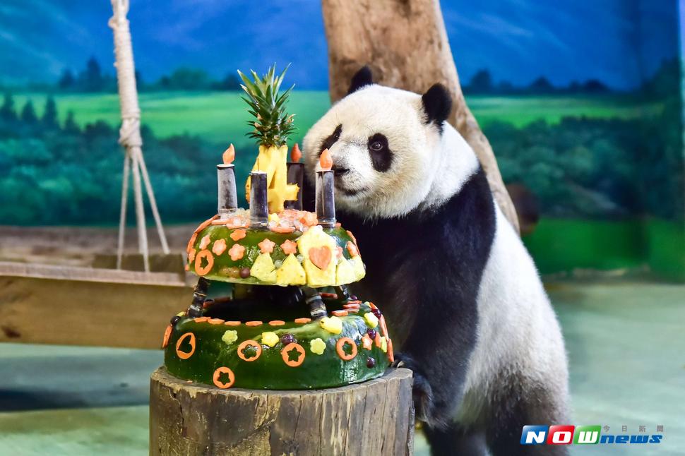 ▲ 民進黨執政後，兩岸關係陷入僵局，連貓熊「圓仔」赴對岸找對象也遭到拒絕。（圖／資料照，台北市立動物園提供）