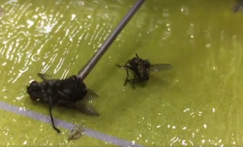 ▲擠壓蒼蠅身體，驚見大量白蛆超噁心。（圖／翻攝自爆廢公社）