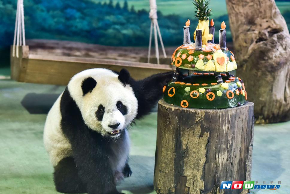 ▲圓仔與牠的四歲生日蛋糕。（圖／台北市立動物園提供）